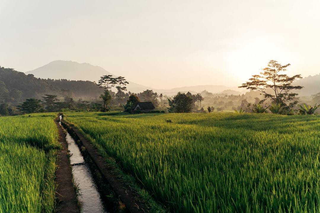 bali tour and activity ricefield sidemen