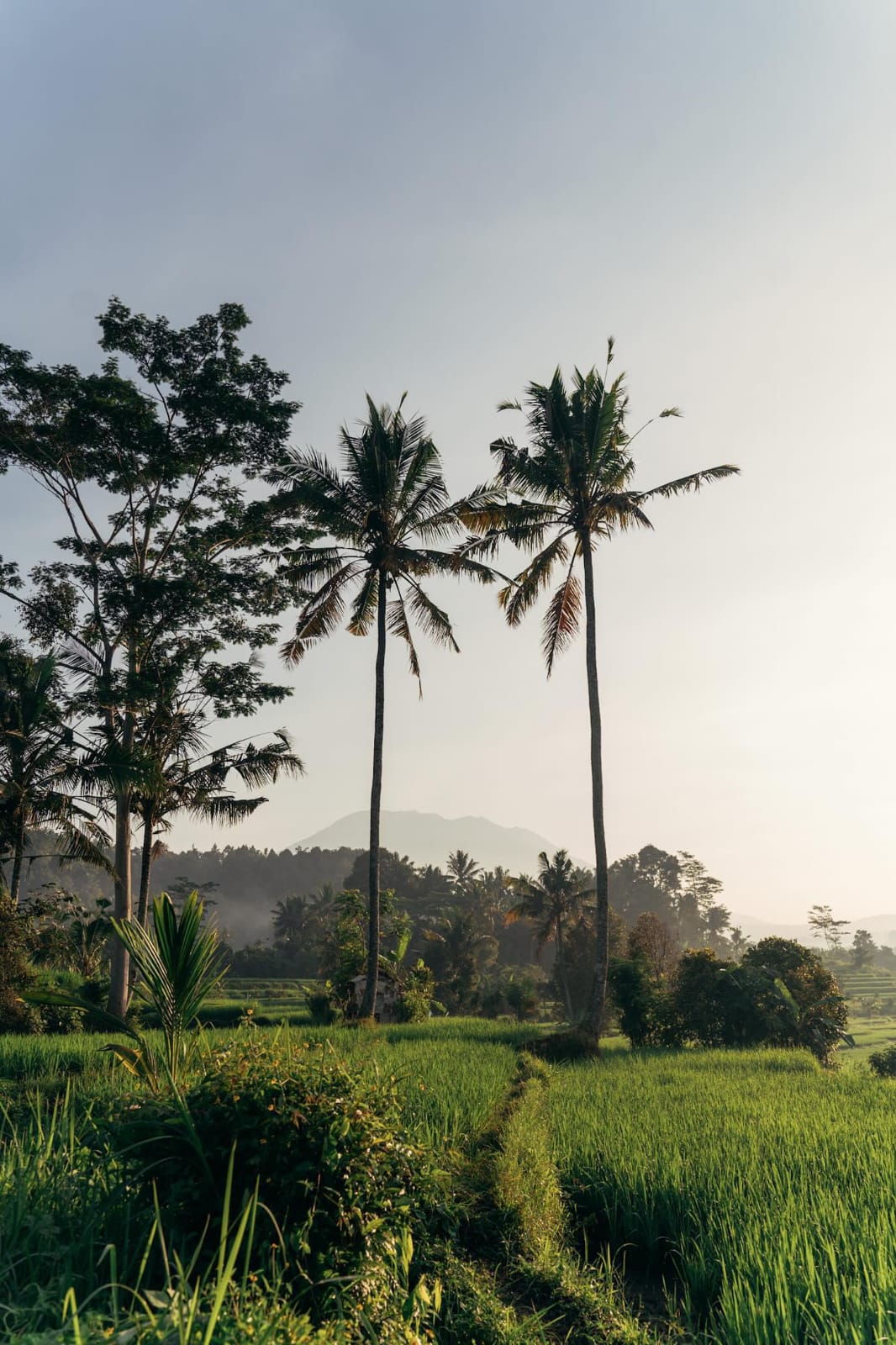 sidemen ricefield