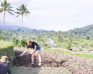 Rice fields in sidemen and local people