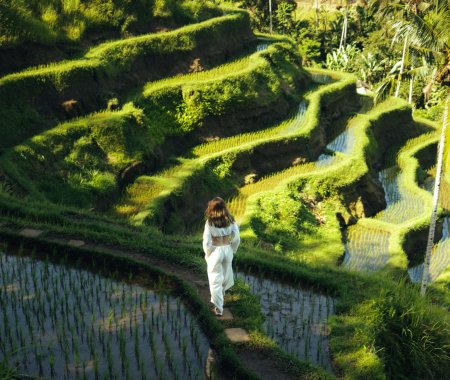 trekking nature rice fields