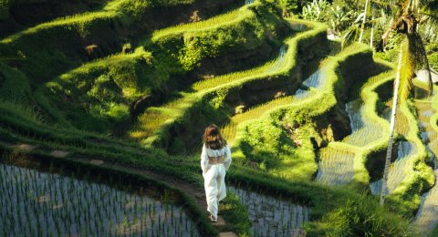 trekking nature rice fields